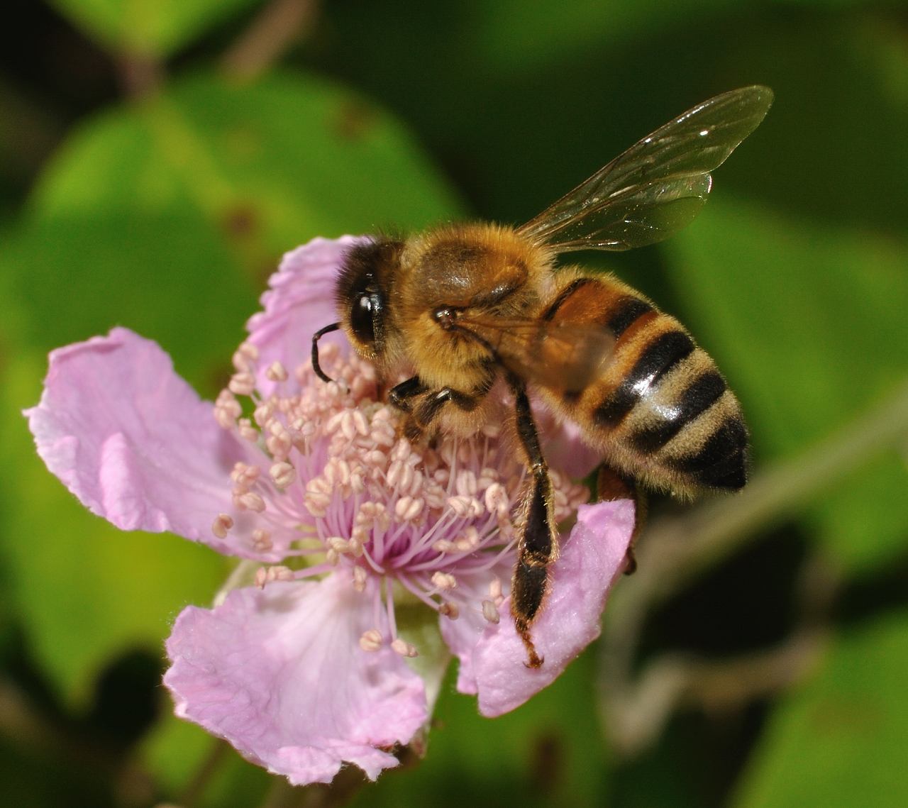 Conferma per Apis mellifera